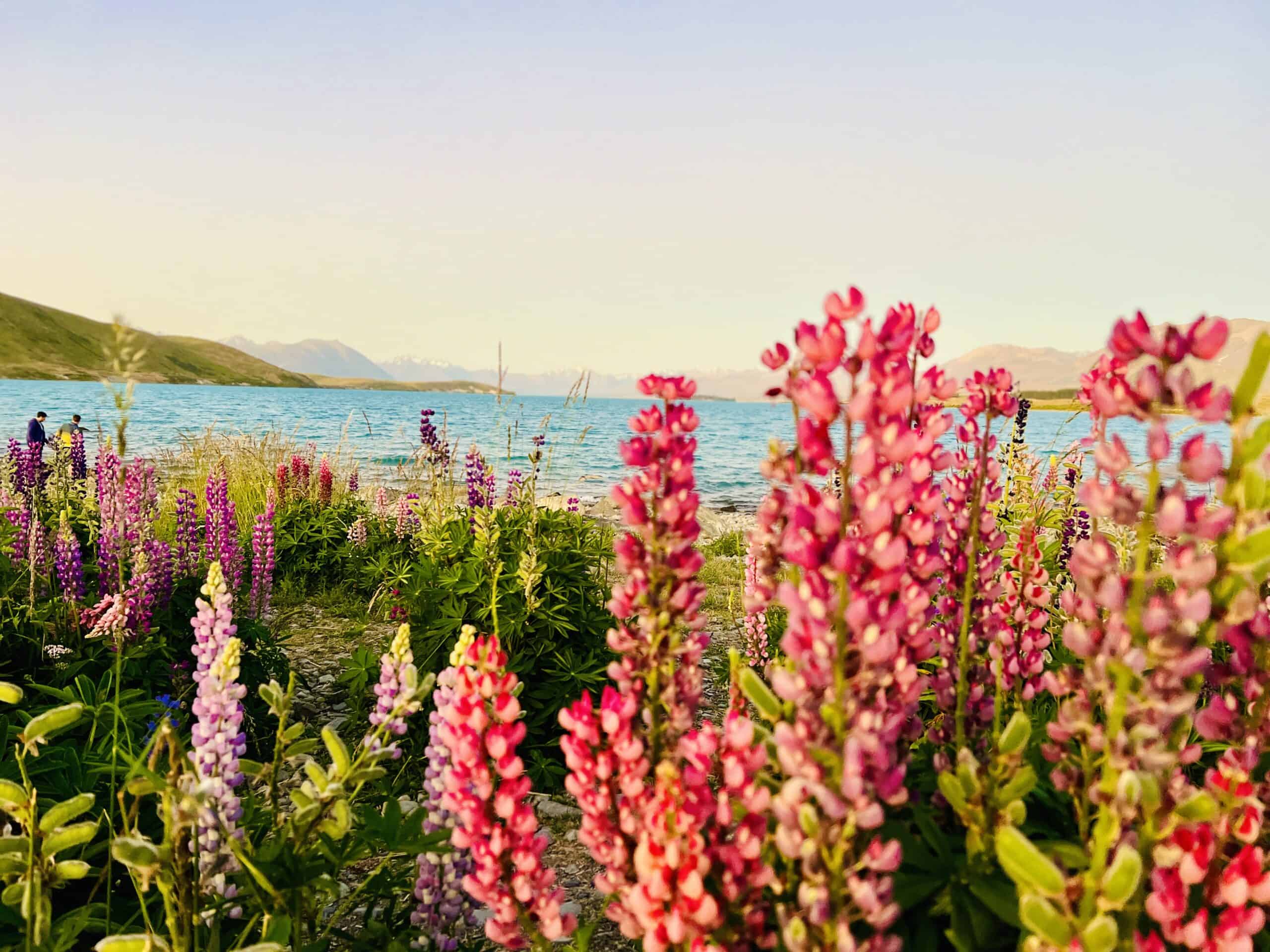 New Zealand South Island Road Trip - Lupins