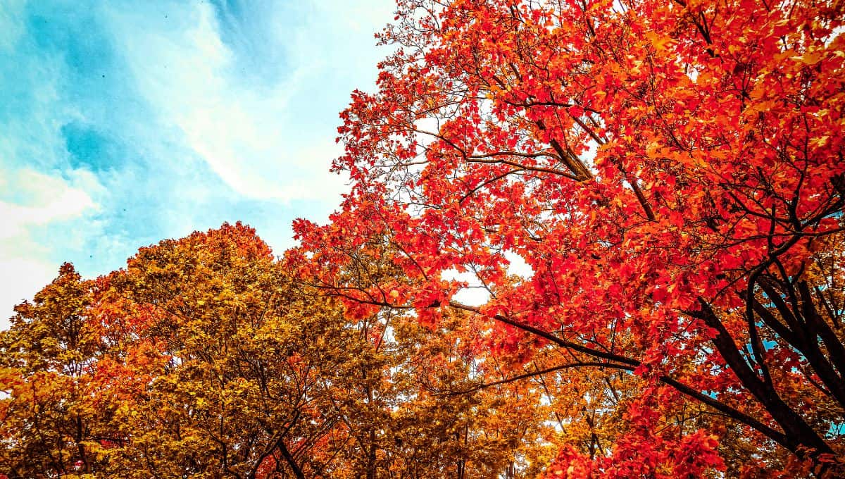 The fall colors make Queen Elizabeth park a perfect photoshoot or photography location
