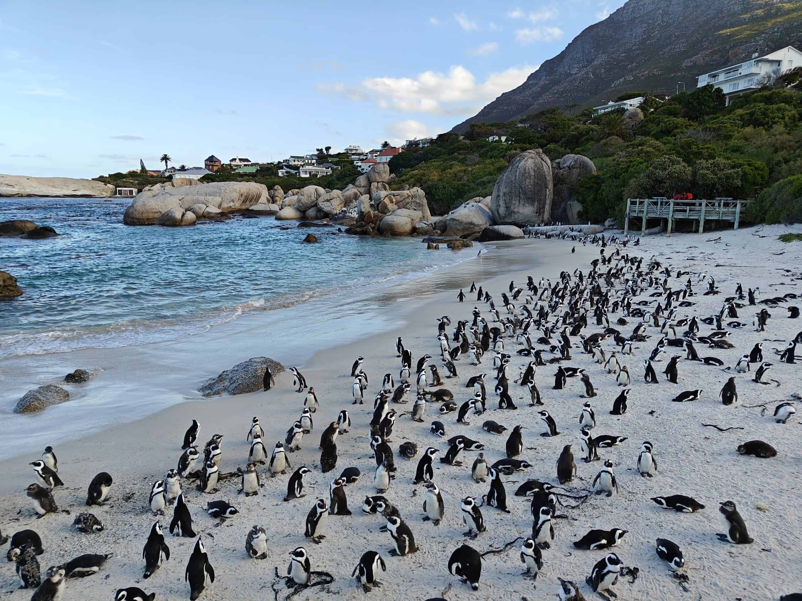 African penguins, small but awesome.