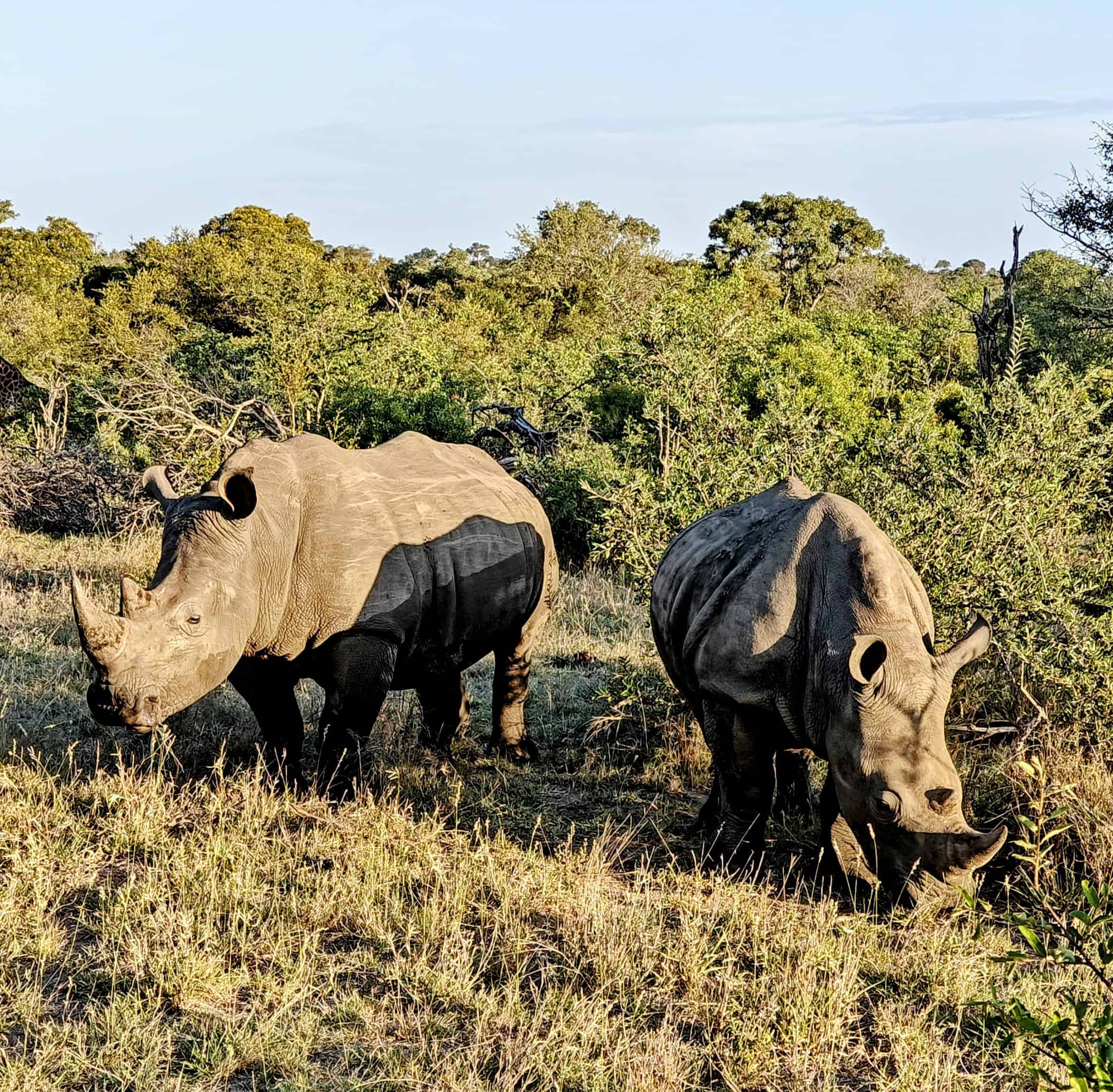 Rhinos galore at Timbavati reserve. Another must visit on the 10 day South Africa itinerary.
