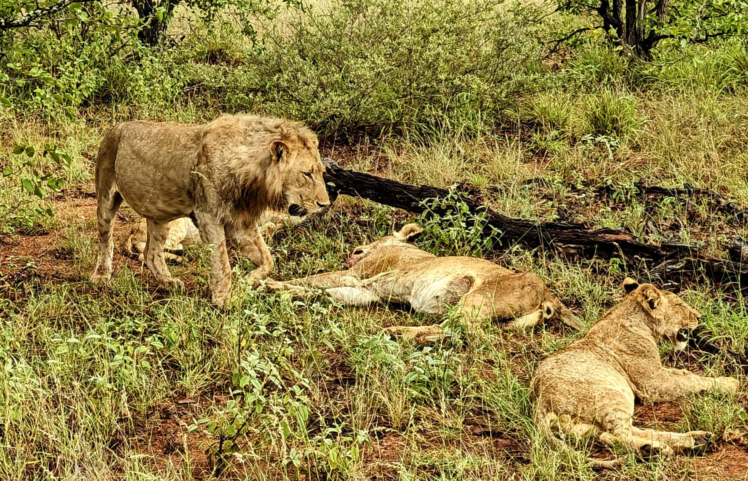 Pride of lions resting after their kill
