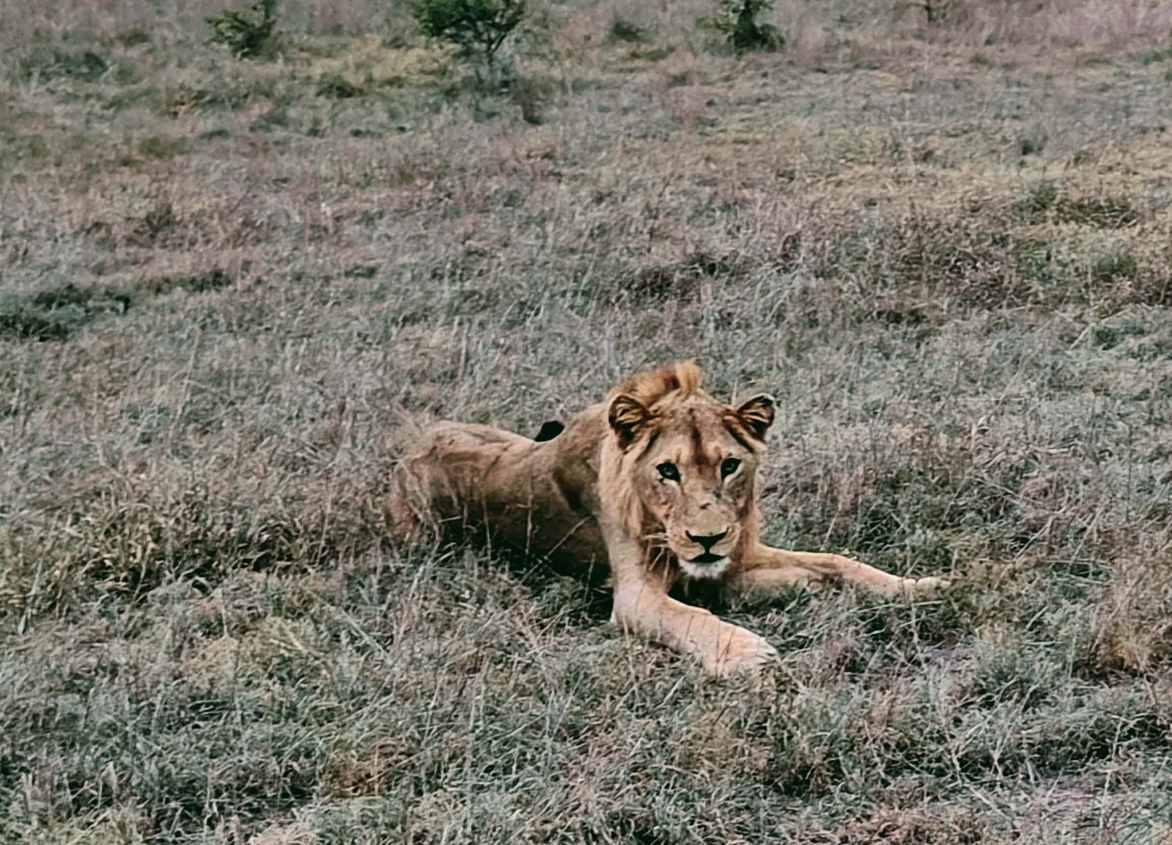 A lion waiting to pounce in Manyaleti