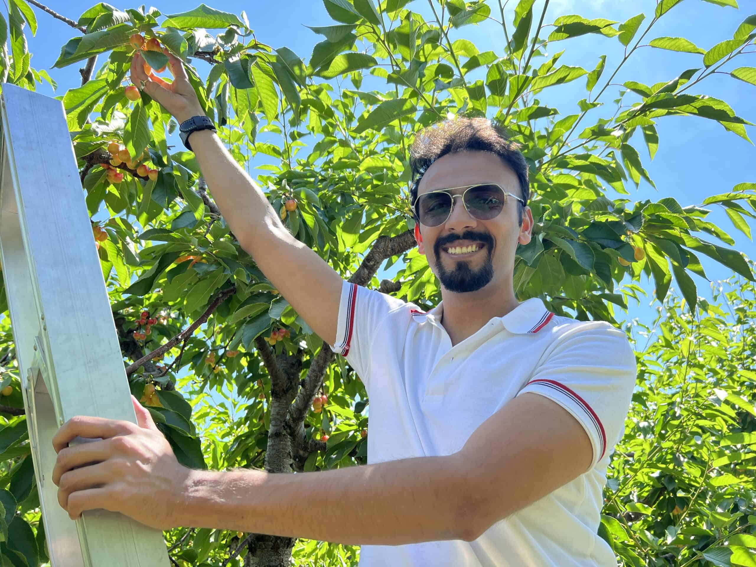 Cherry Picking