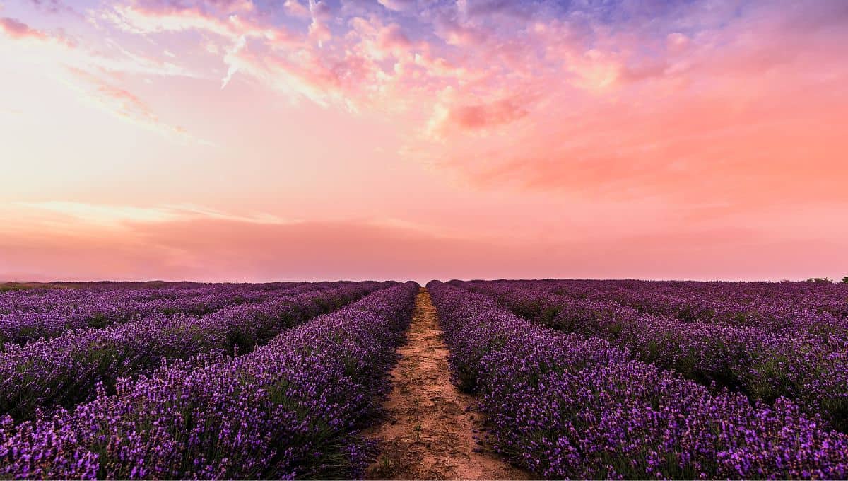 Lavender Fields in Provence, France