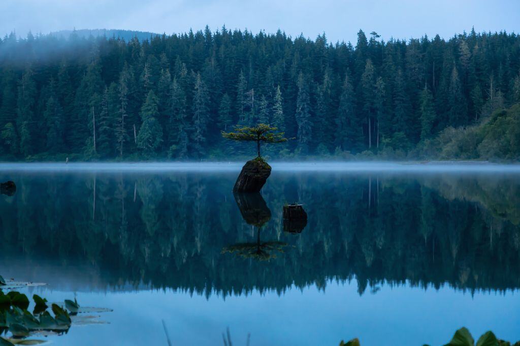 Fairy Lake Bonsai Tree