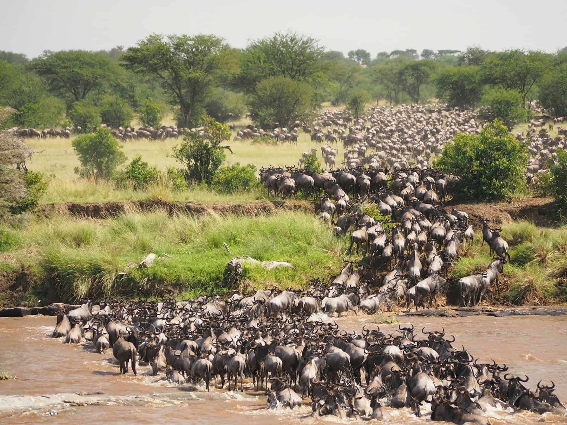 Bucket List Experiences in Tanzania - Great Migration in the Serengeti