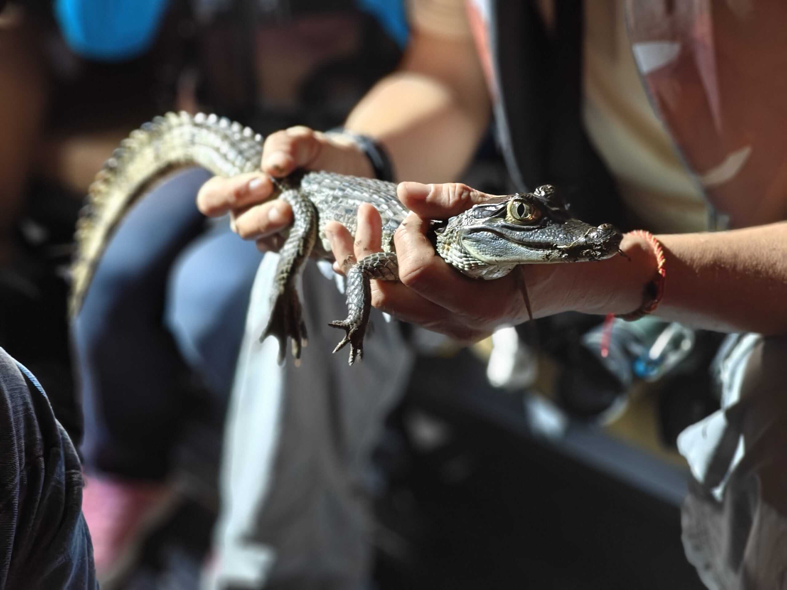 Caiman