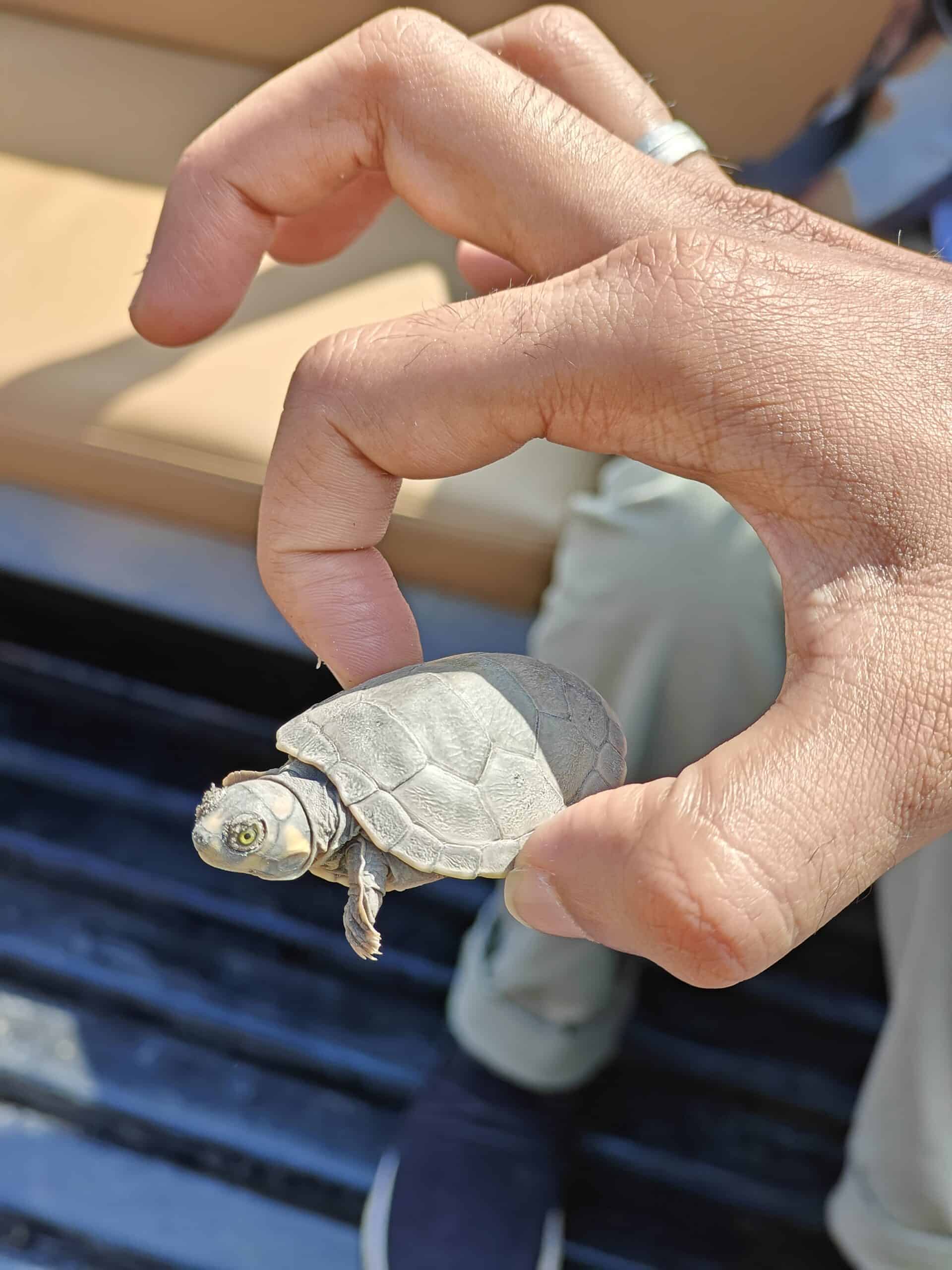 Releasing turtles in the river