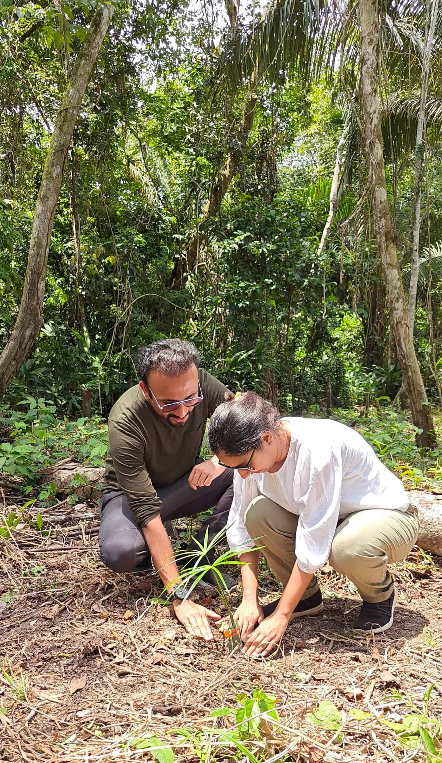 Planting a tree in the rainforest