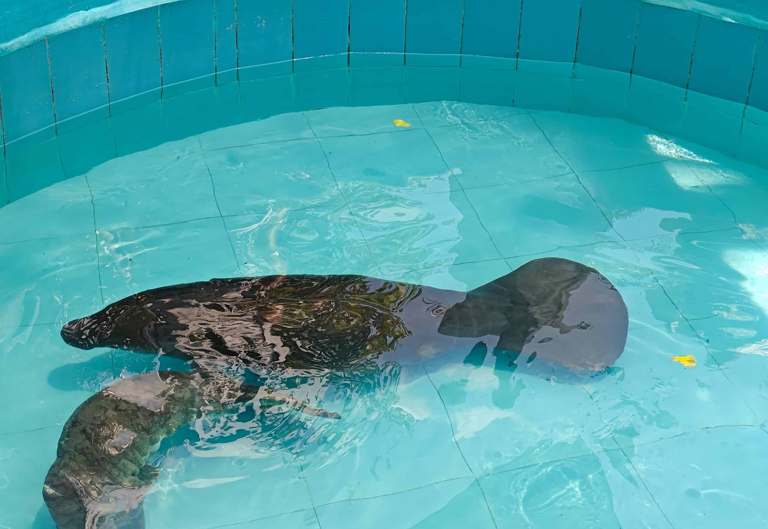 Manatee Rescue Center