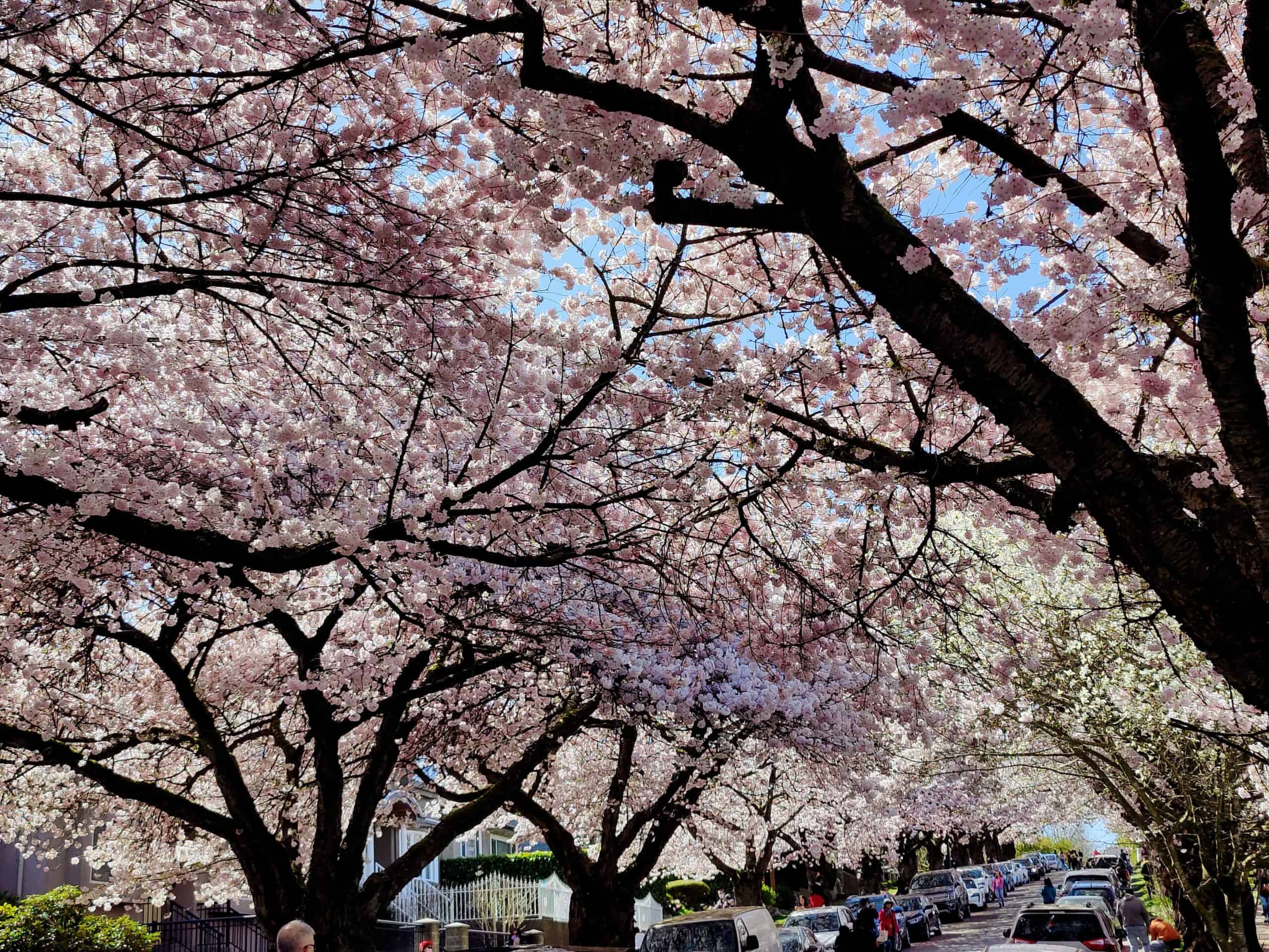 Spring in Vancouver