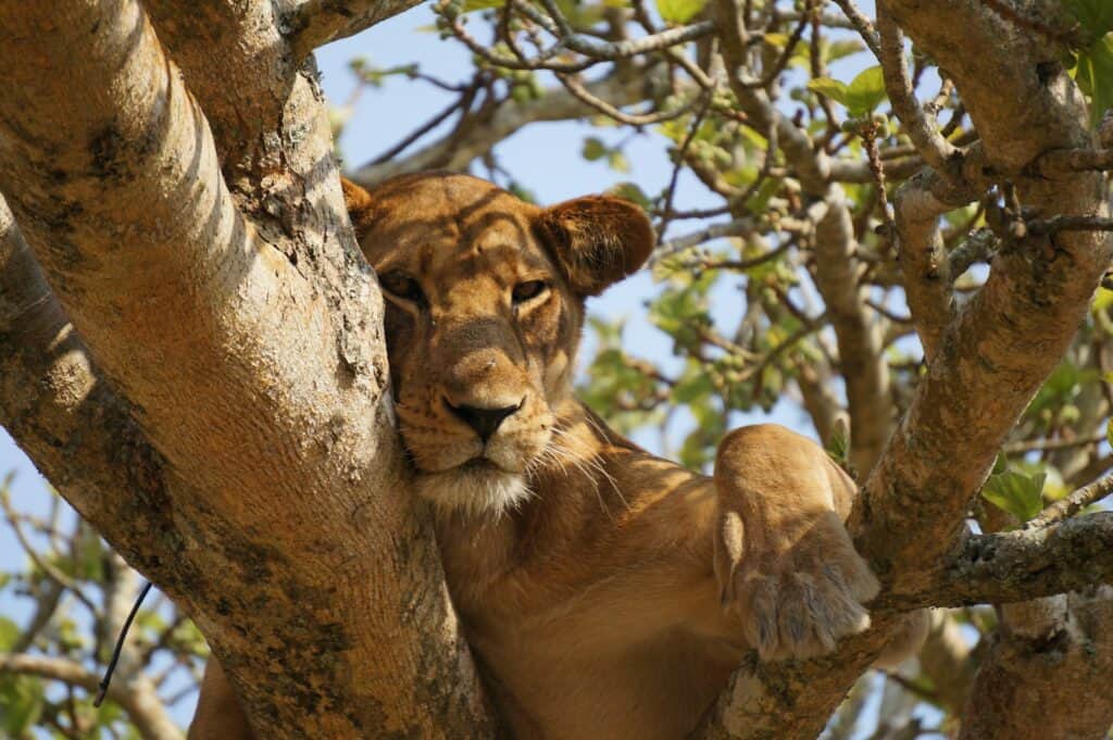Tanzania