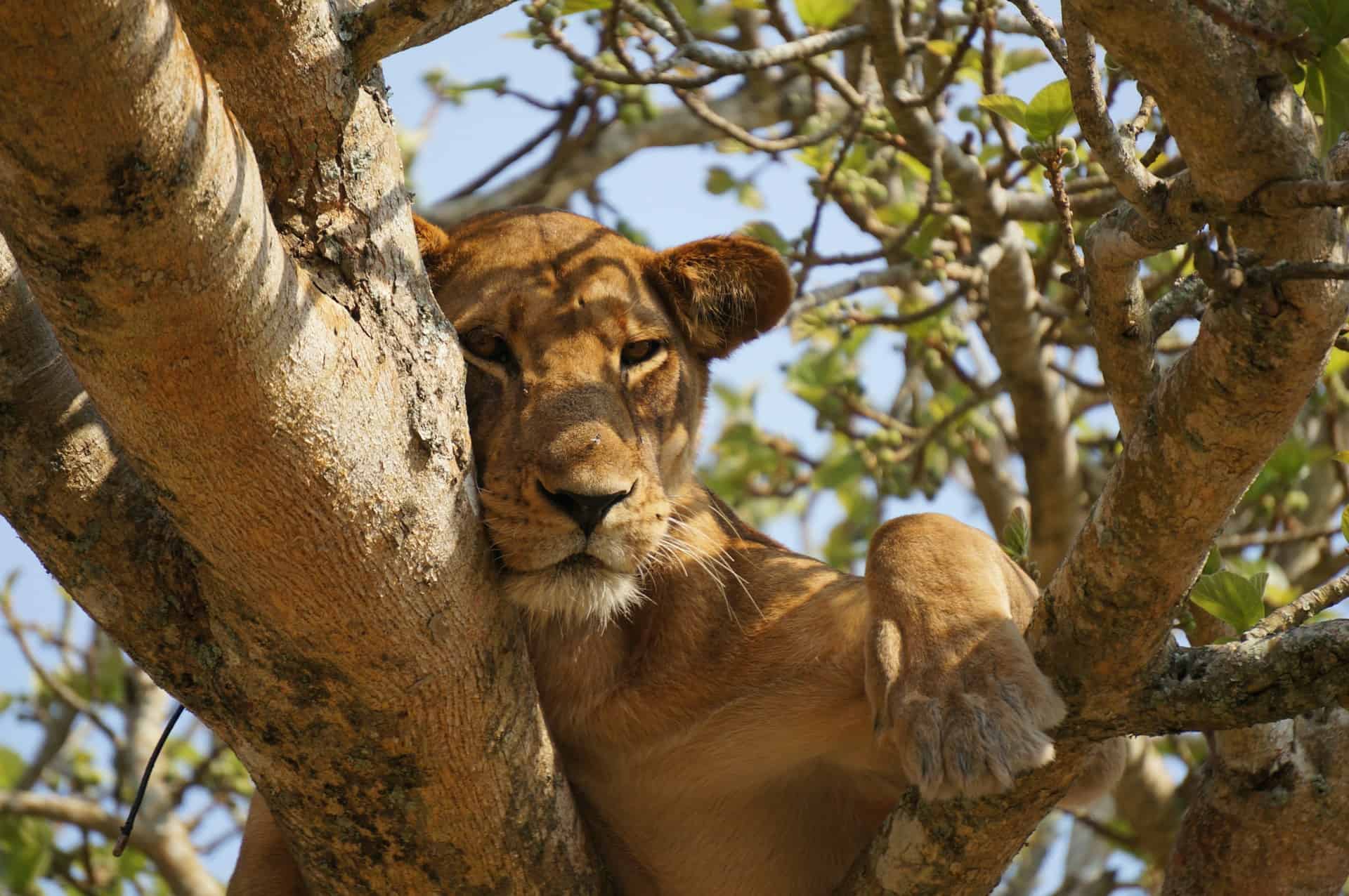 Bucket List Experiences in Tanzania - Tree Climbing Lions at Lake Manyara National Park